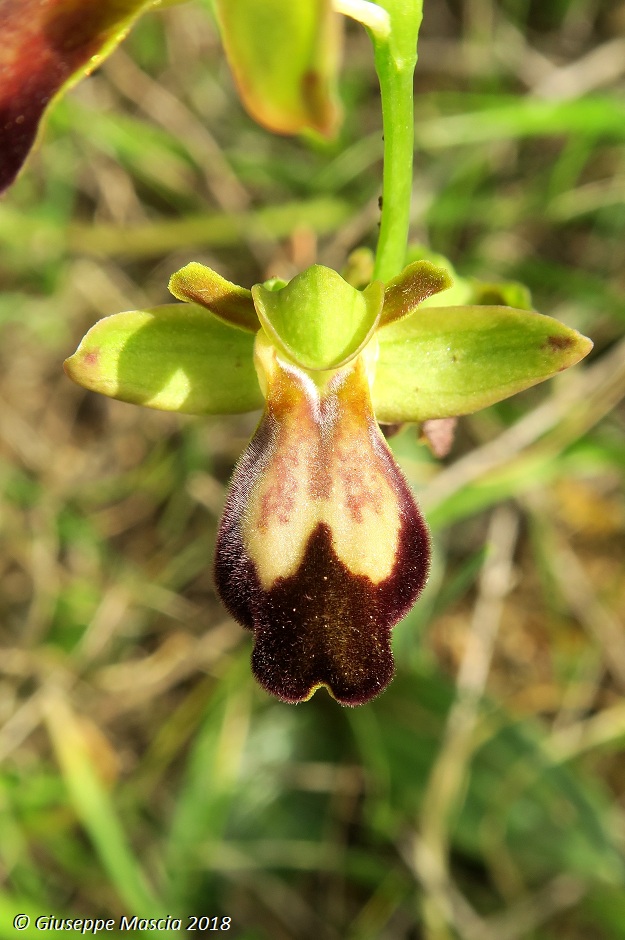 Ophrys fusca s.l. da determinare - Salento - Lecce